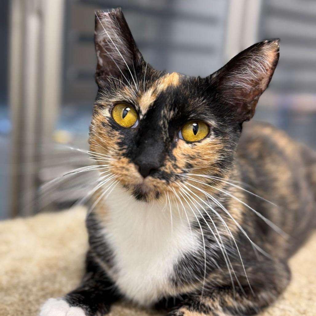 Enlarge Winny, a Adoptable Domestic Short Hair in Hemet, CA image 4/6