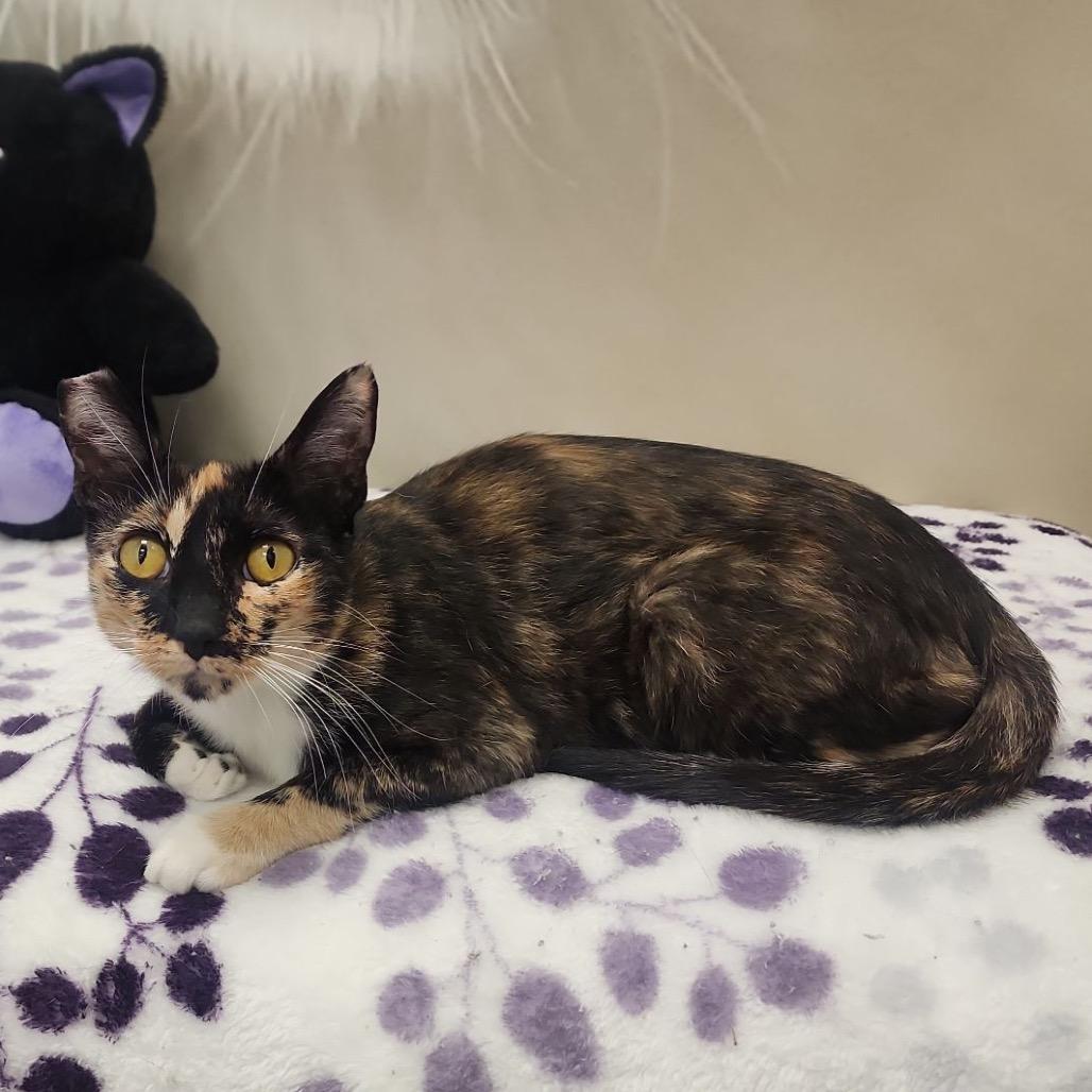 Enlarge Winny, a Adoptable Domestic Short Hair in Hemet, CA image 5/6