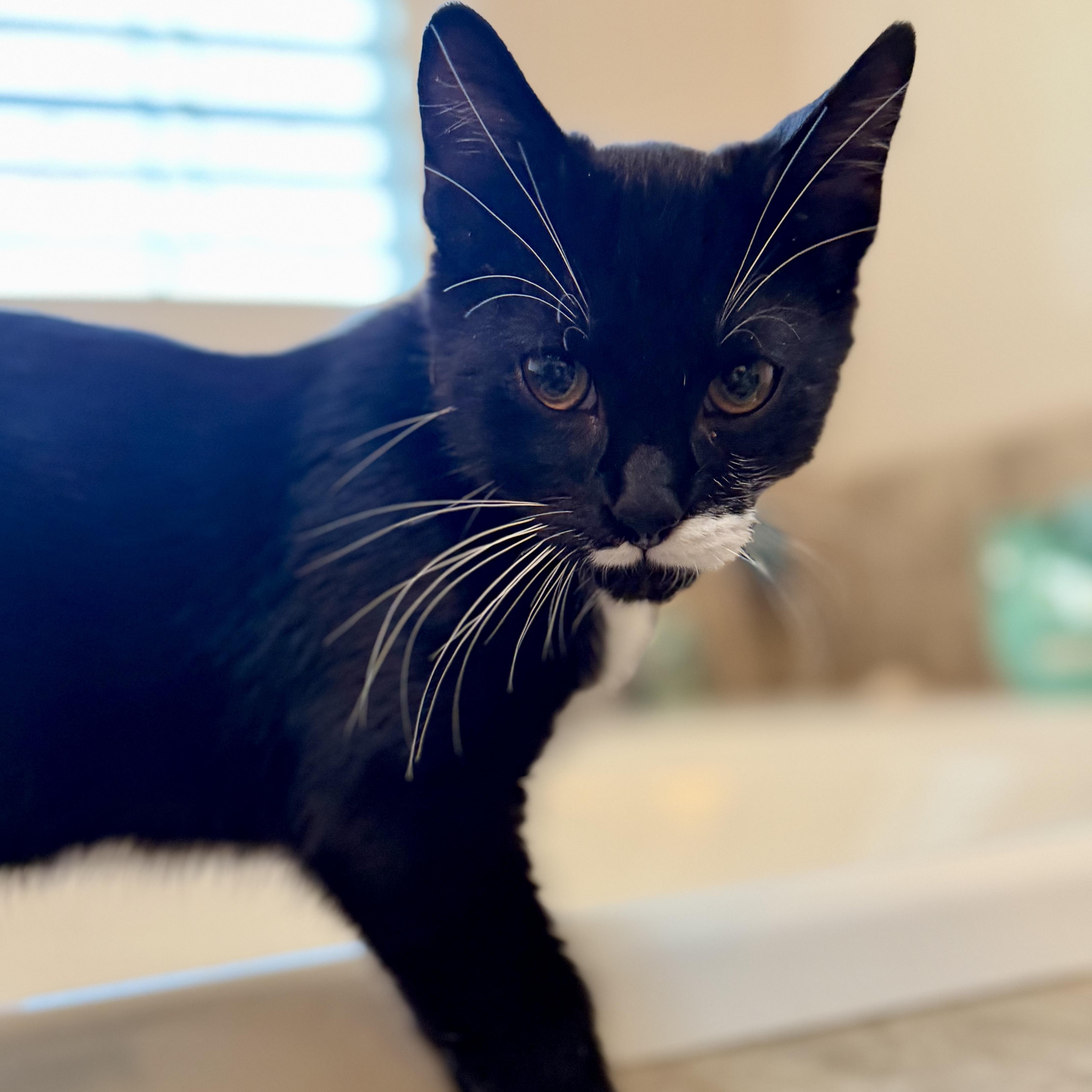 Marley, a ADOPTABLE Domestic Short Hair in Roanoke, VA image 2/2