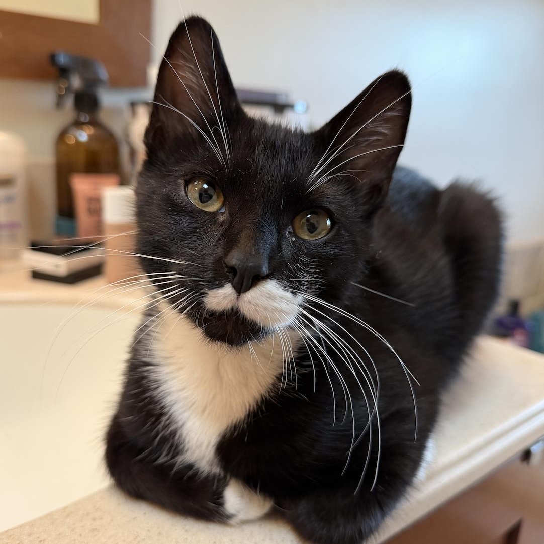 Marley, a ADOPTABLE Domestic Short Hair in Roanoke, VA image 1/2
