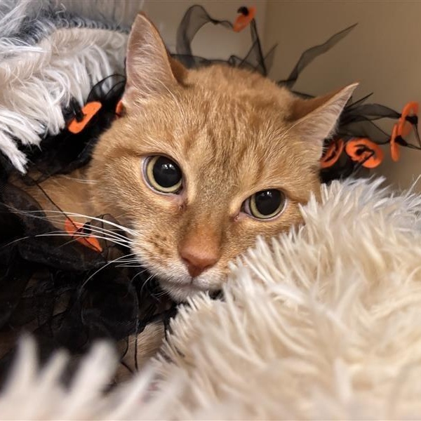 Hermoine, Adoptable, Senior Female Domestic Short Hair.