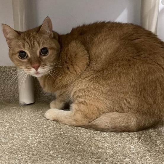 Hermoine, Adoptable, Senior Female Domestic Short Hair.