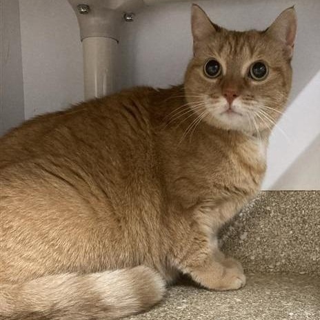 Hermoine, a Adoptable Domestic Short Hair in Prince Frederick, MD image 2/3