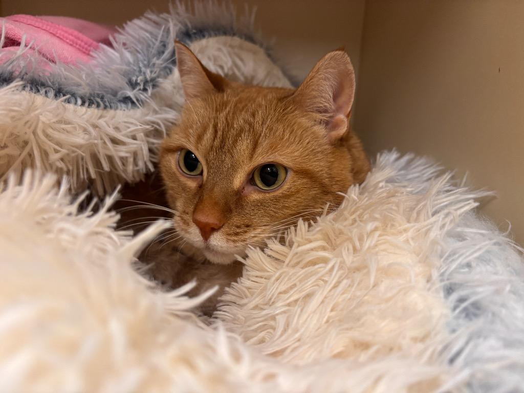 Enlarge Hermoine, a Adoptable Domestic Short Hair in Prince Frederick, MD image 5/5