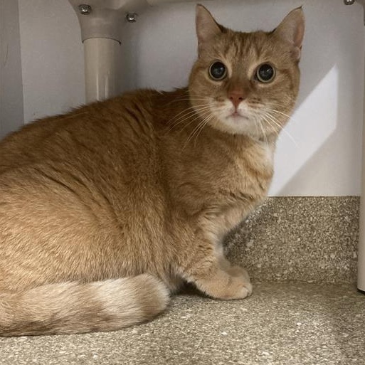 Hermoine, a Adoptable Domestic Short Hair in Prince Frederick, MD image 3/3