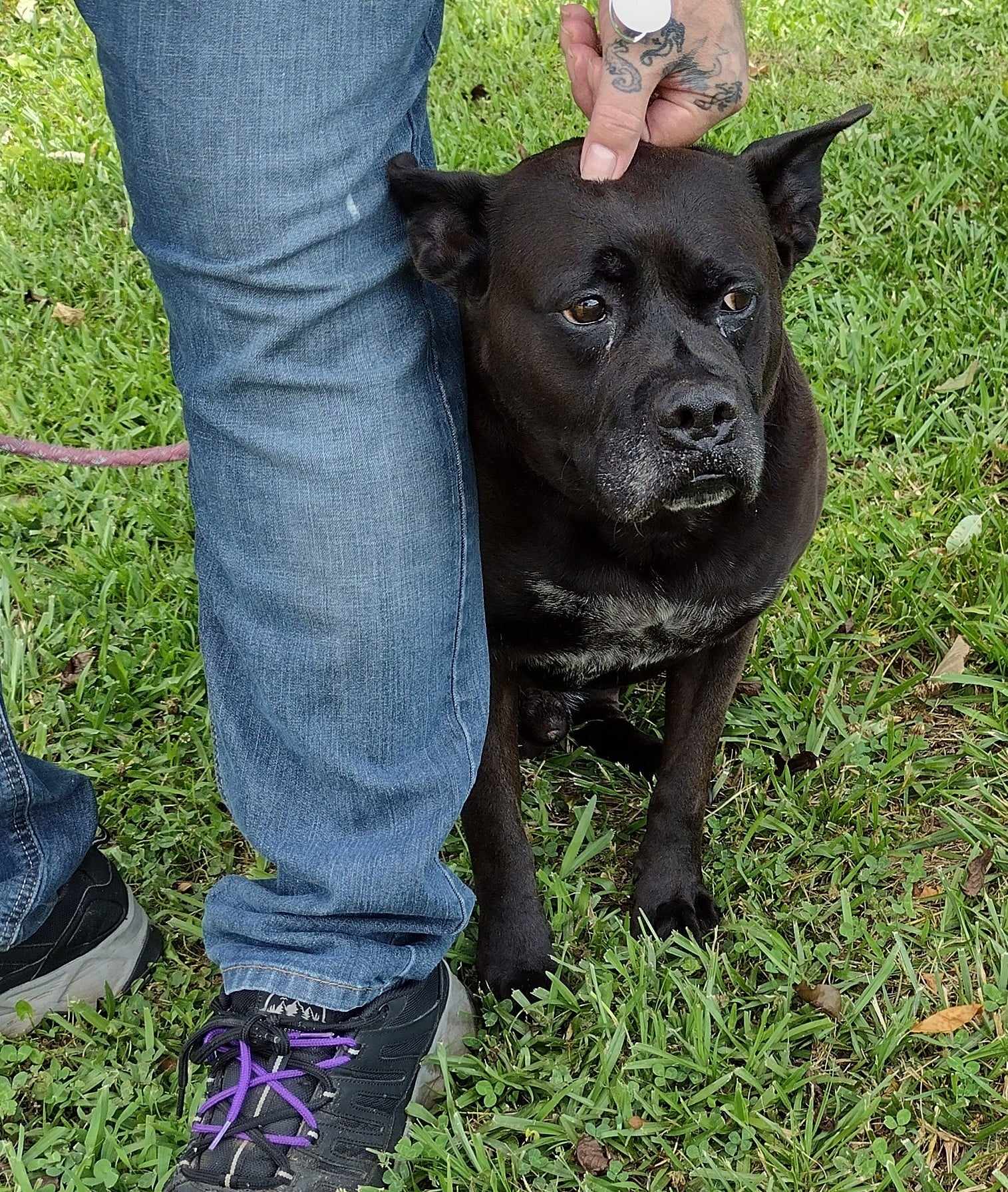 Dog for adoption Zeke Owner died. Everybody Loves this Turn Key Boy