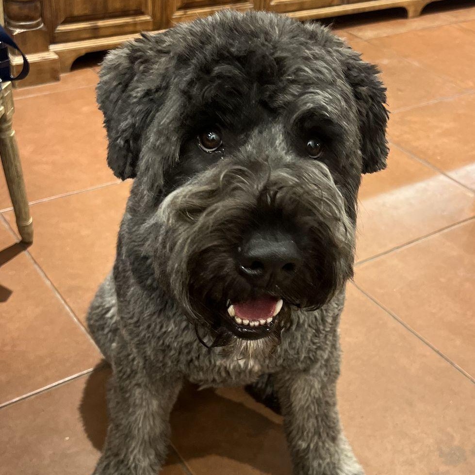 Enlarge Lasso-Read Bio Carefully!, a ADOPTABLE Bouvier des Flandres in Dallas, TX image 1/2