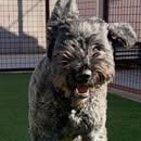 Enlarge Lasso-Read Bio Carefully!, a ADOPTABLE Bouvier des Flandres in Dallas, TX image 2/2