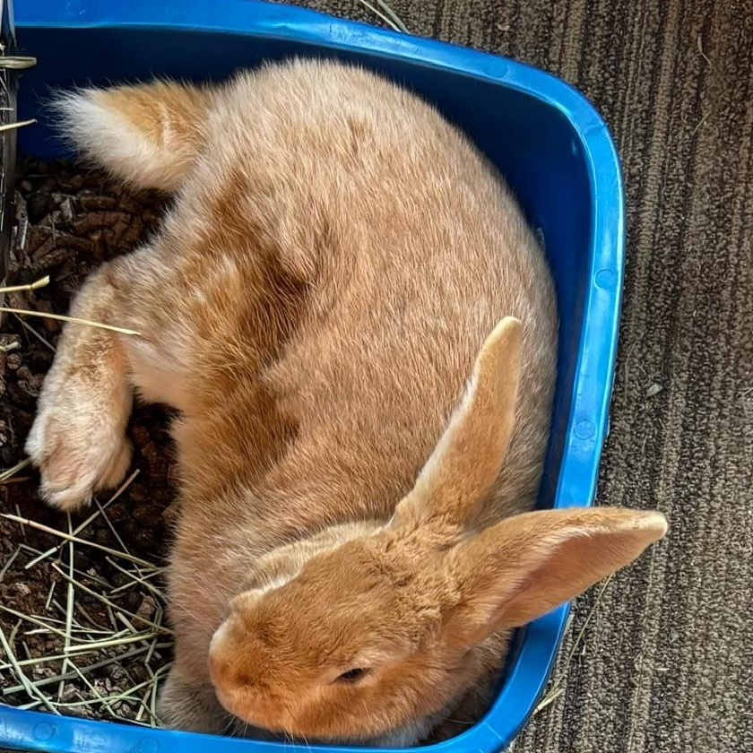 Enlarge Eddie Redbun, a Adoptable mixed breed in Edina, MN image 2/3