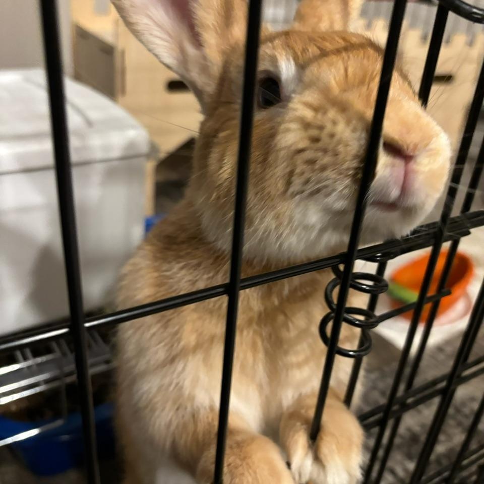 Enlarge Eddie Redbun, a Adoptable mixed breed in Edina, MN image 1/3