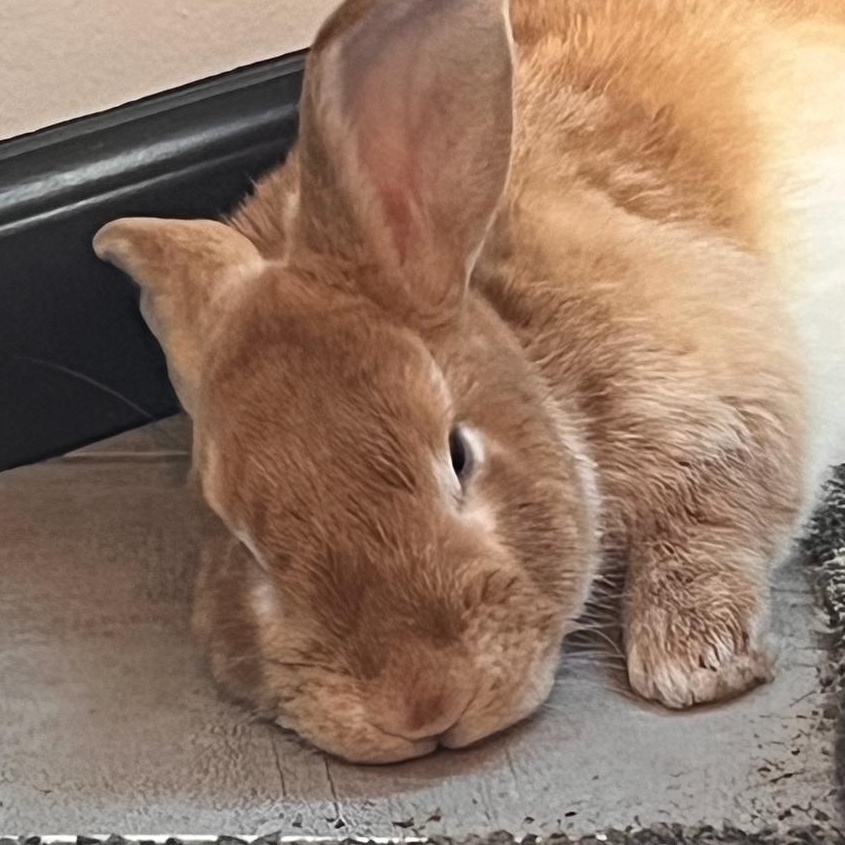Enlarge Eddie Redbun, a Adoptable mixed breed in Edina, MN image 3/3