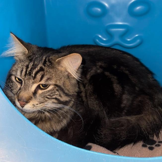 Enlarge Meowy Poppins, a Adoptable Domestic Medium Hair in Waukesha, WI image 1/2