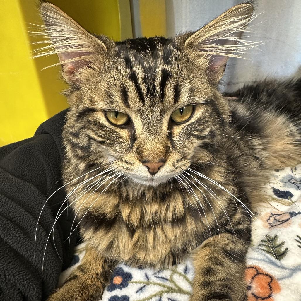 Enlarge Meowy Poppins, a Adoptable Domestic Medium Hair in Waukesha, WI image 2/2