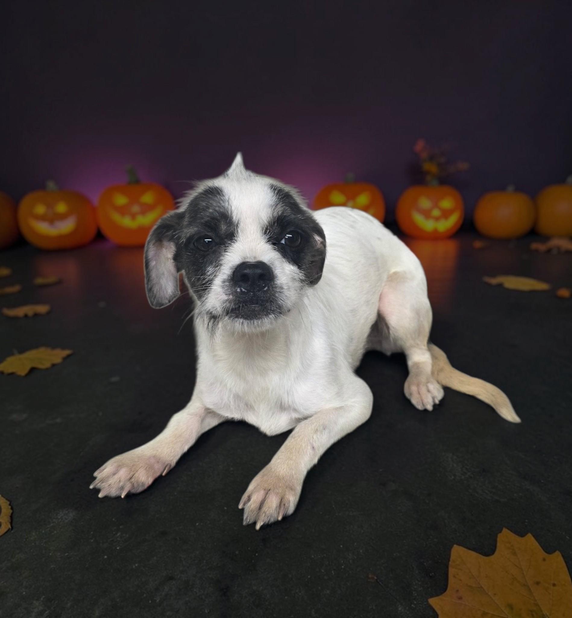 Enlarge Cupcake, a Adoptable mixed breed in Dallas, GA image 2/2