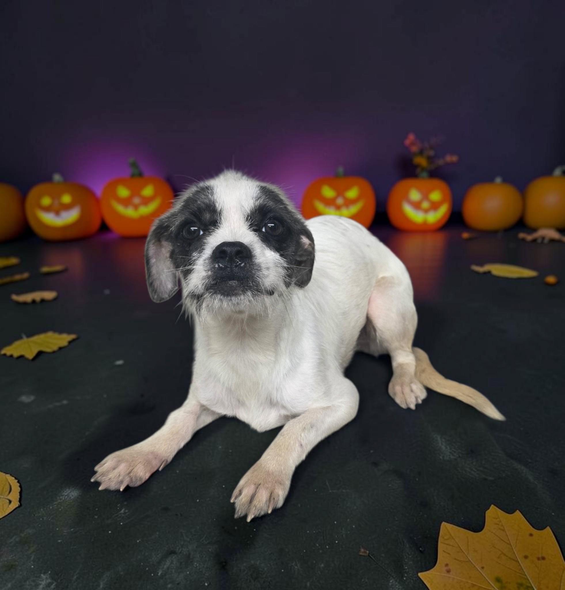 Enlarge Cupcake, a Adoptable mixed breed in Dallas, GA image 1/2