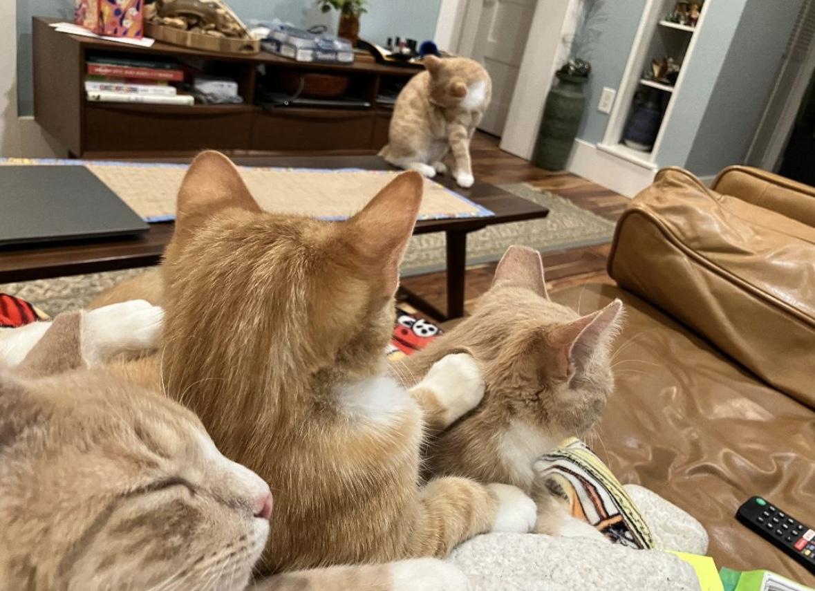 Enlarge Magby, a Adoptable Domestic Short Hair in Beltsville, MD image 5/5