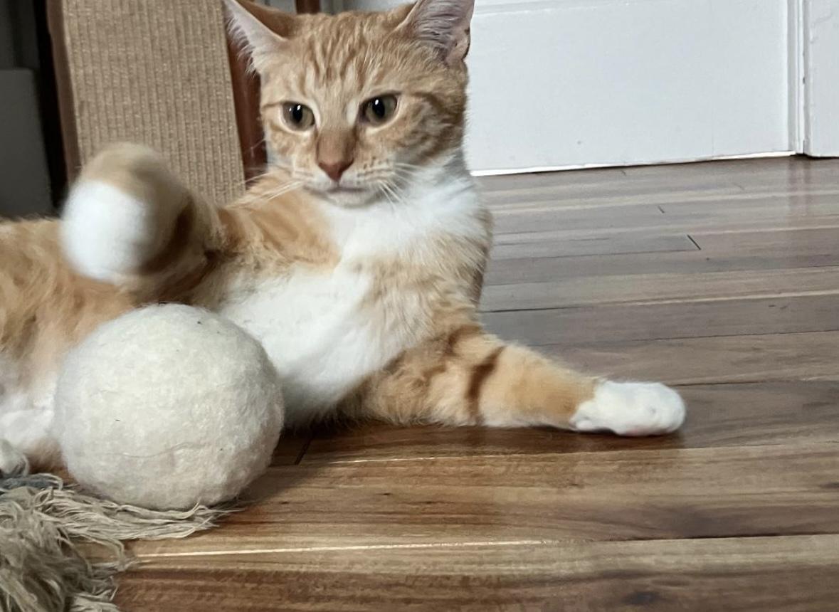 Enlarge Magby, a Adoptable Domestic Short Hair in Beltsville, MD image 2/5