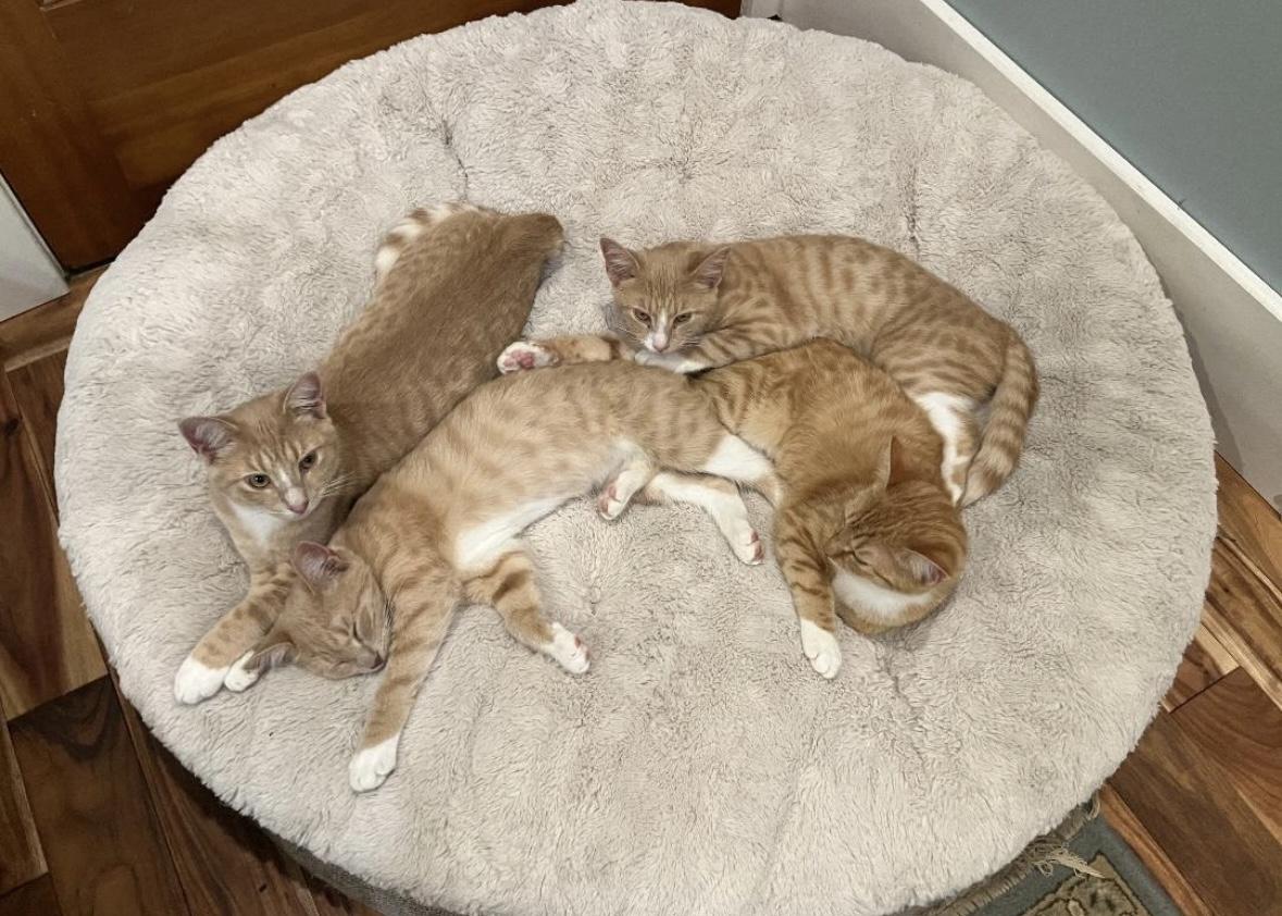 Enlarge Magby, a Adoptable Domestic Short Hair in Beltsville, MD image 3/5