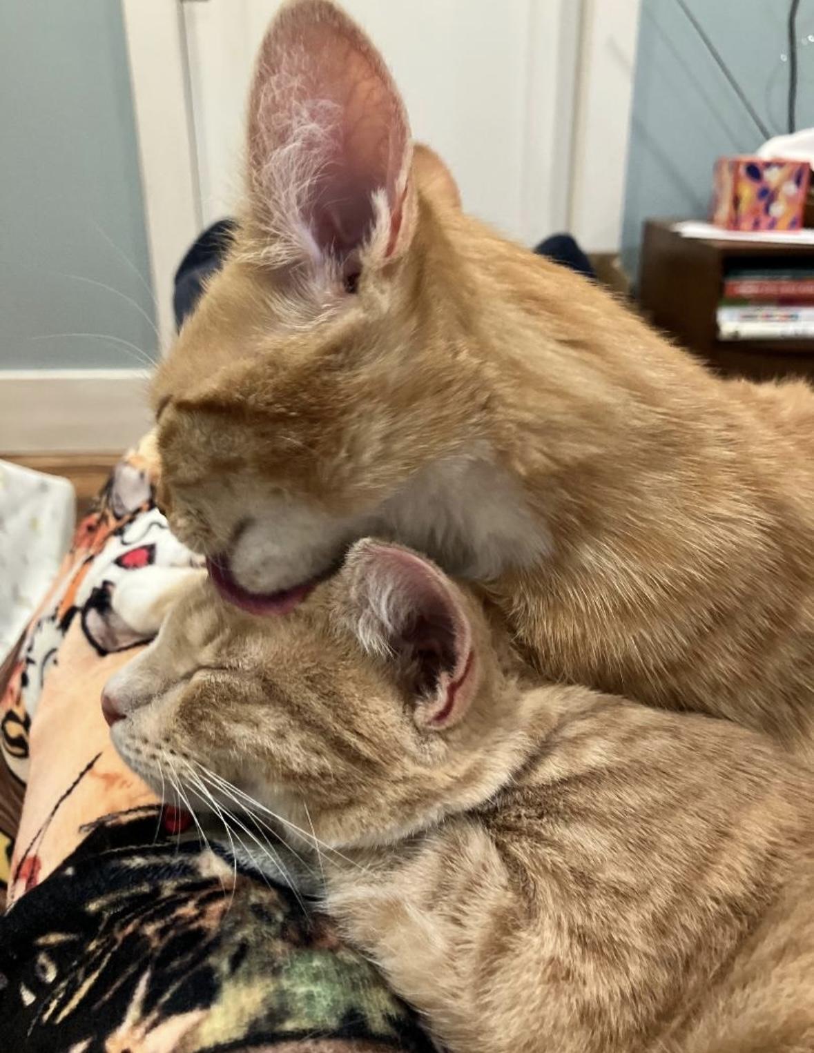 Enlarge Magby, a Adoptable Domestic Short Hair in Beltsville, MD image 4/5