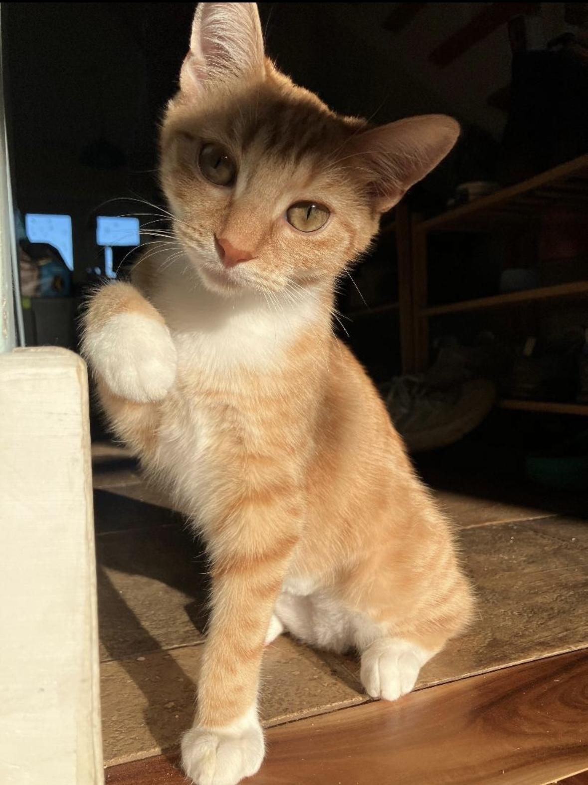 Magby, Adoptable, Kitten Female Domestic Short Hair.