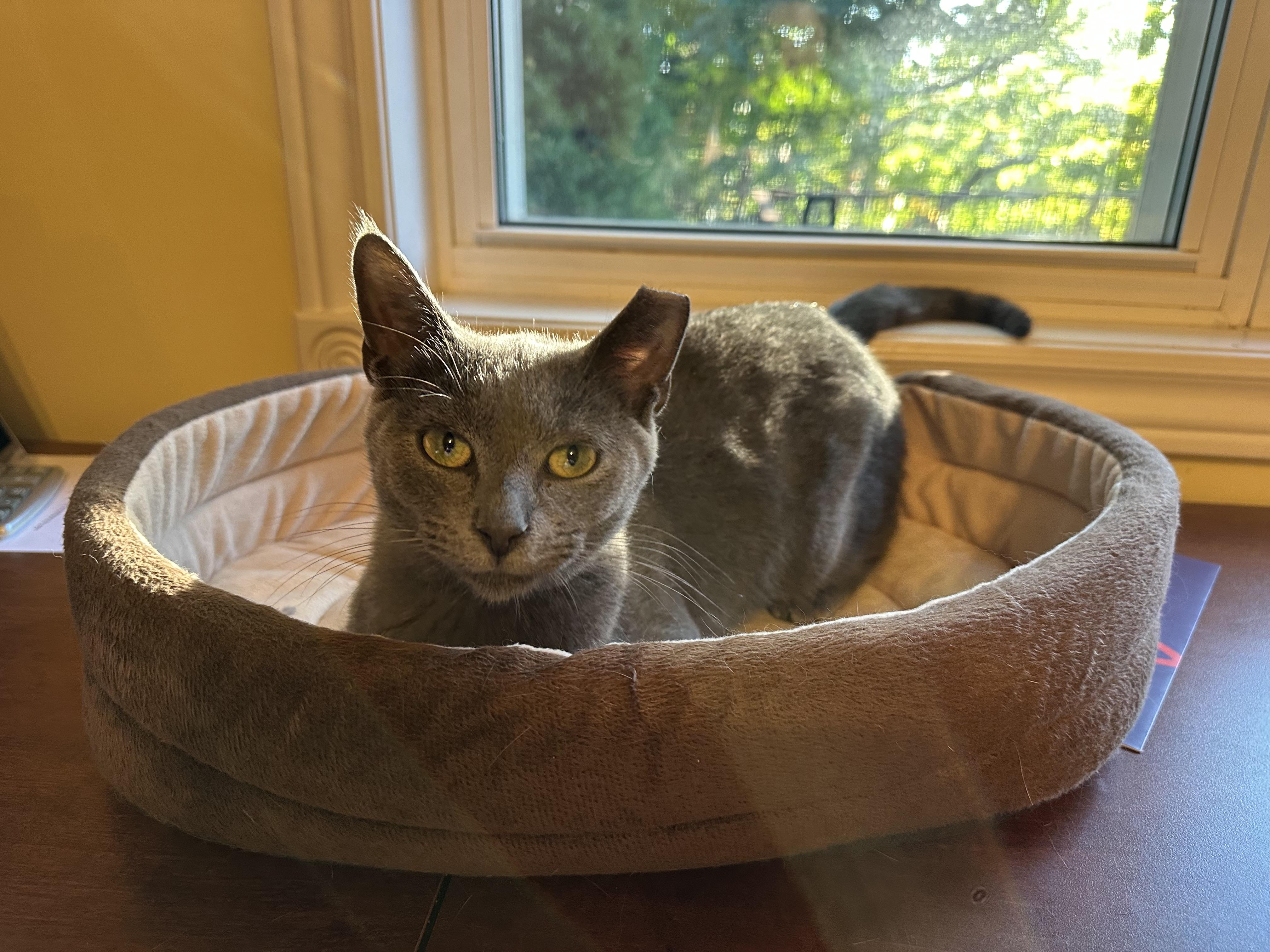 Enlarge Fin, a Adopted Domestic Short Hair in Pickering, ON image 2/3