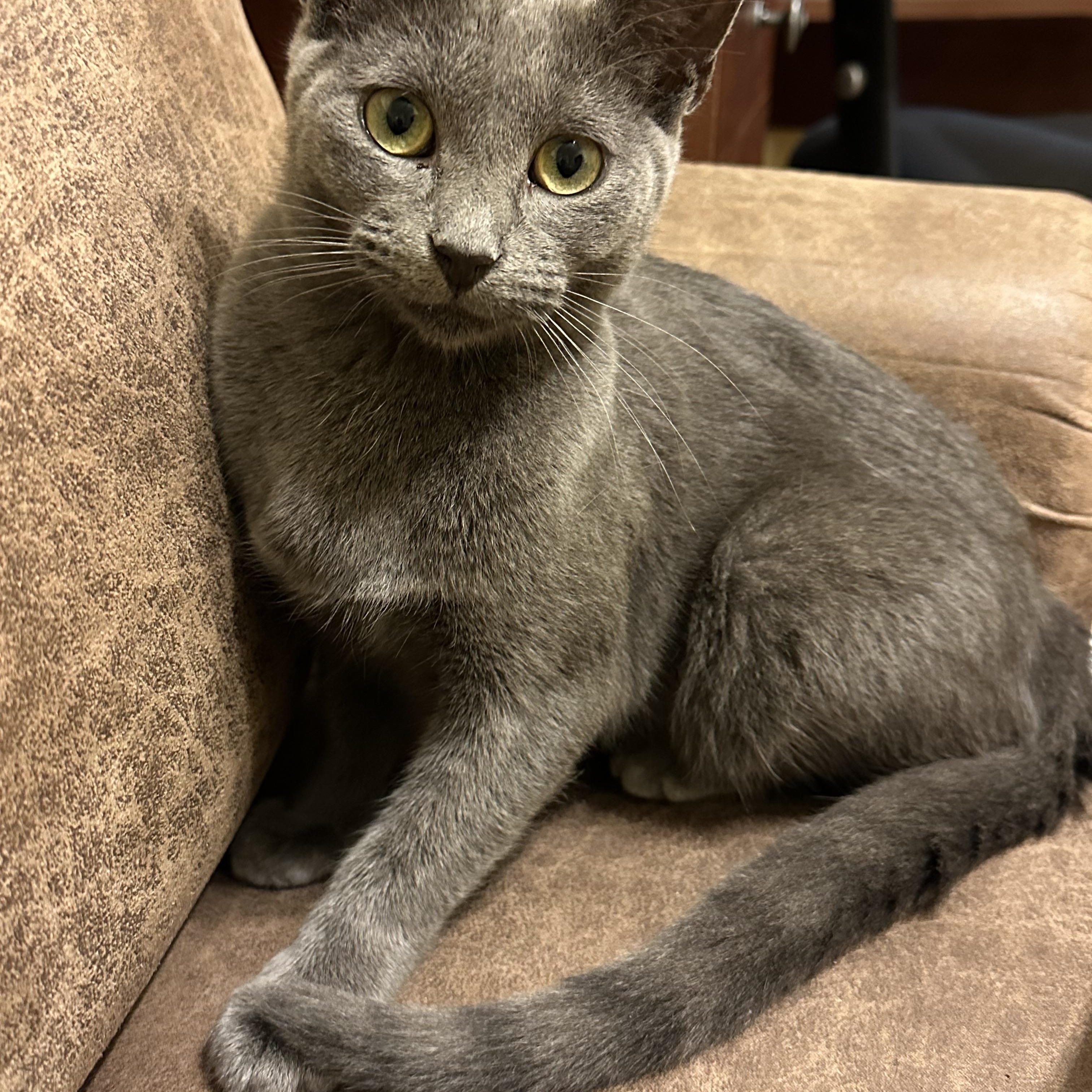 Enlarge Fin, a Adopted Domestic Short Hair in Pickering, ON image 1/3
