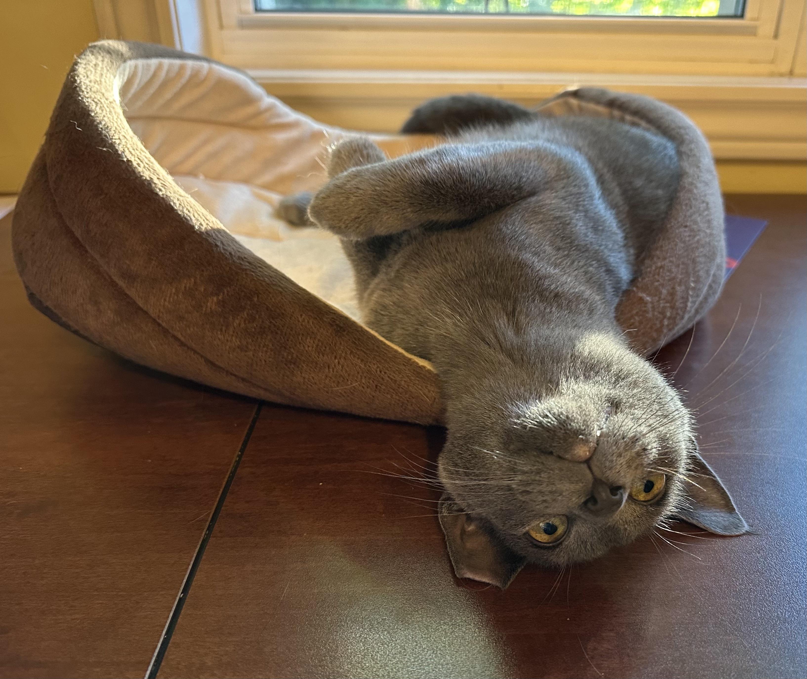 Enlarge Fin, a Adopted Domestic Short Hair in Pickering, ON image 3/3
