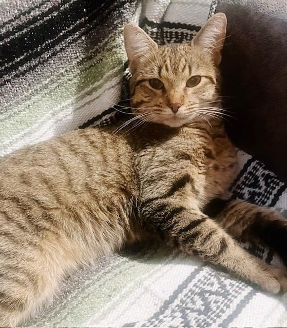 Enlarge LeClair, a Adoptable Tabby in Philadelphia, PA image 2/2