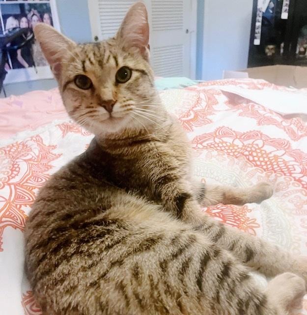 LeClair, Adoptable, Young Male Tabby.