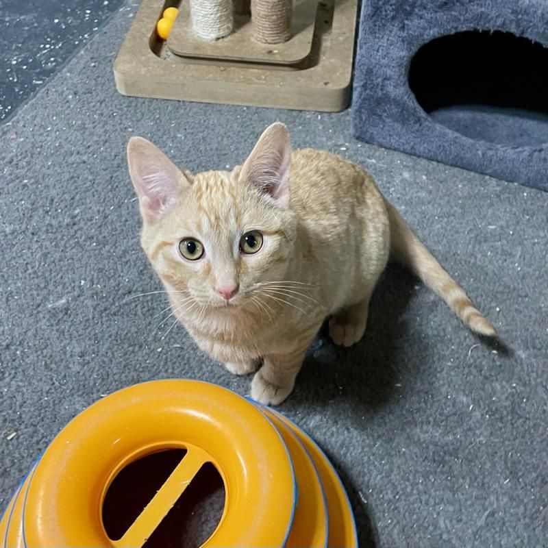 Enlarge George, a Adoptable mixed breed in Benson, MN image 1/3