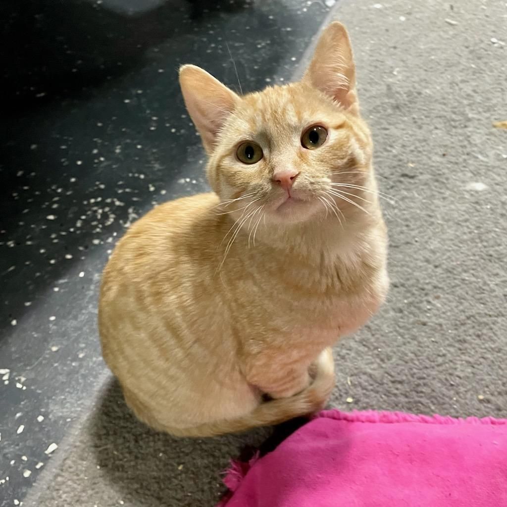 Enlarge George, a Adoptable mixed breed in Benson, MN image 3/3