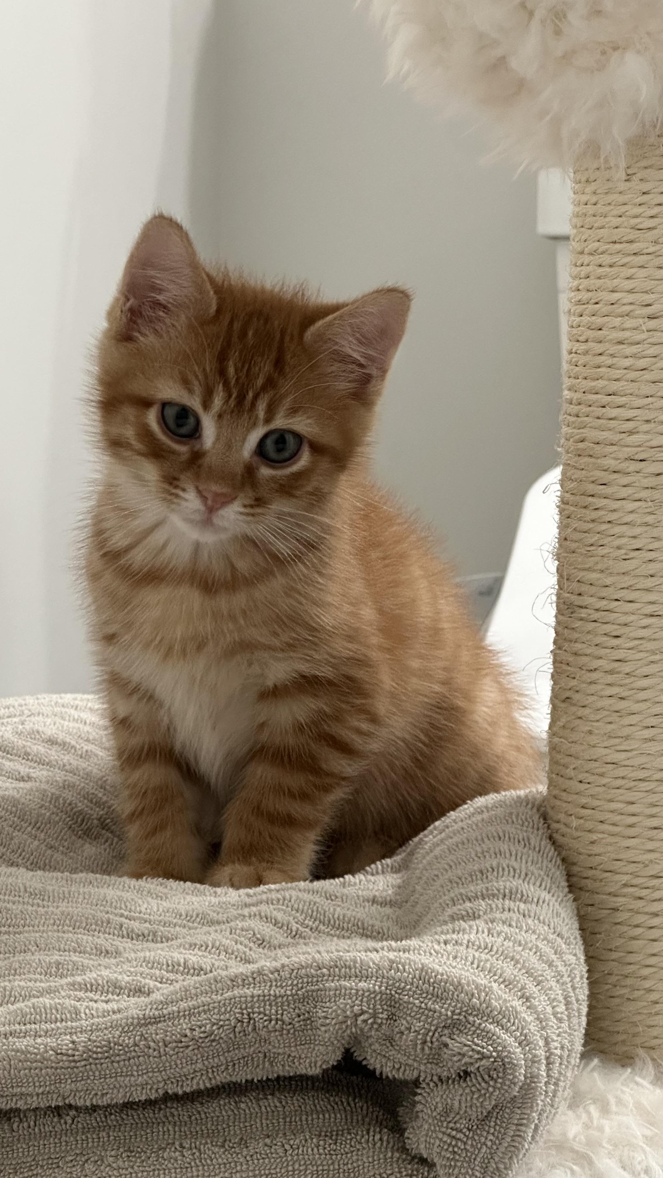 Shrimp, adopted, Kitten Male Domestic Short Hair.