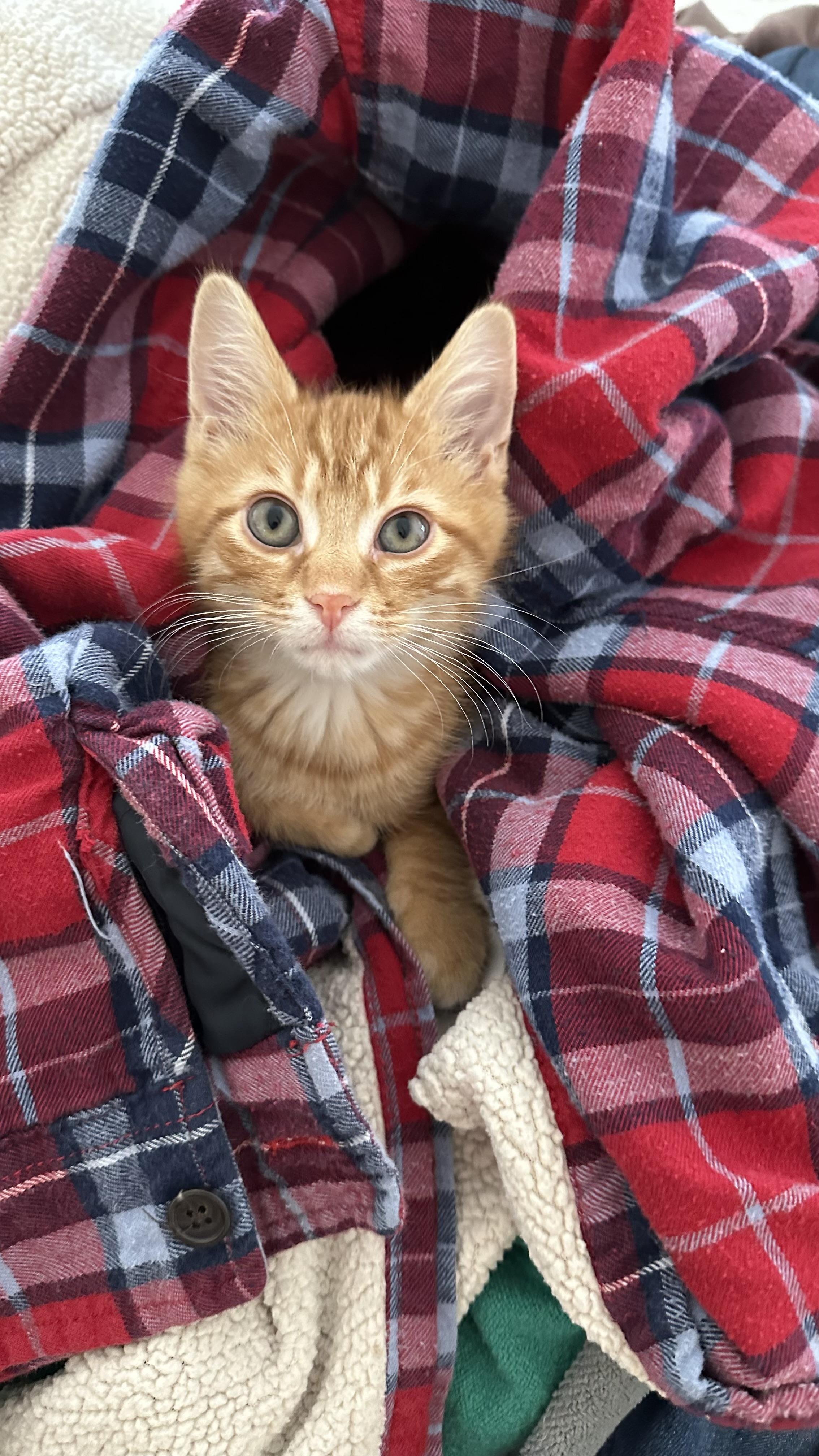 Enlarge Shrimp, an adopted Domestic Short Hair in Monticello, IN image 2/2