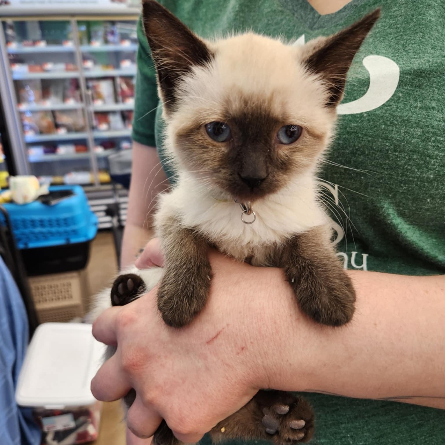 Harmony , an adopted Siamese in Fairborn, OH image 1/4