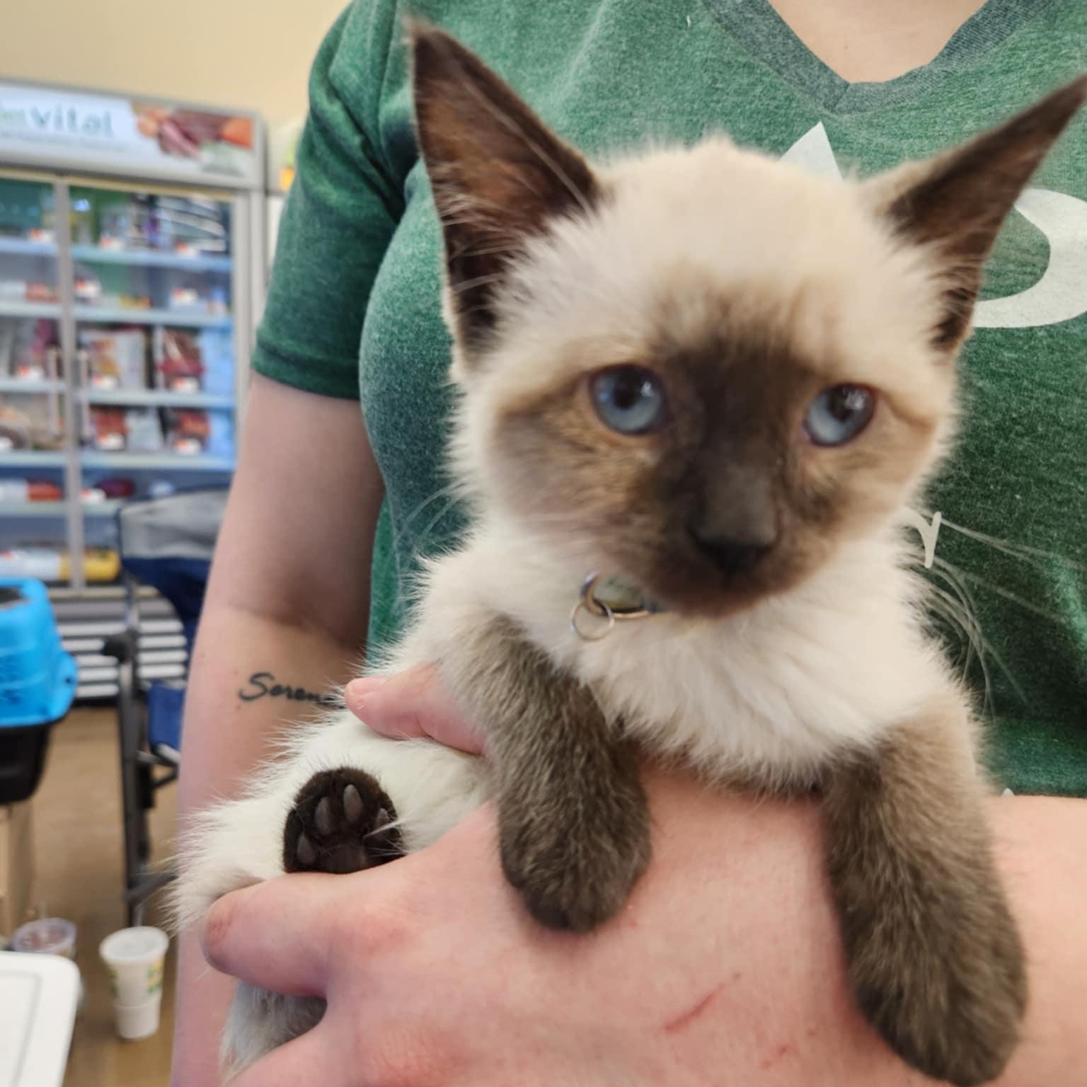 Harmony , an adopted Siamese in Fairborn, OH image 2/4