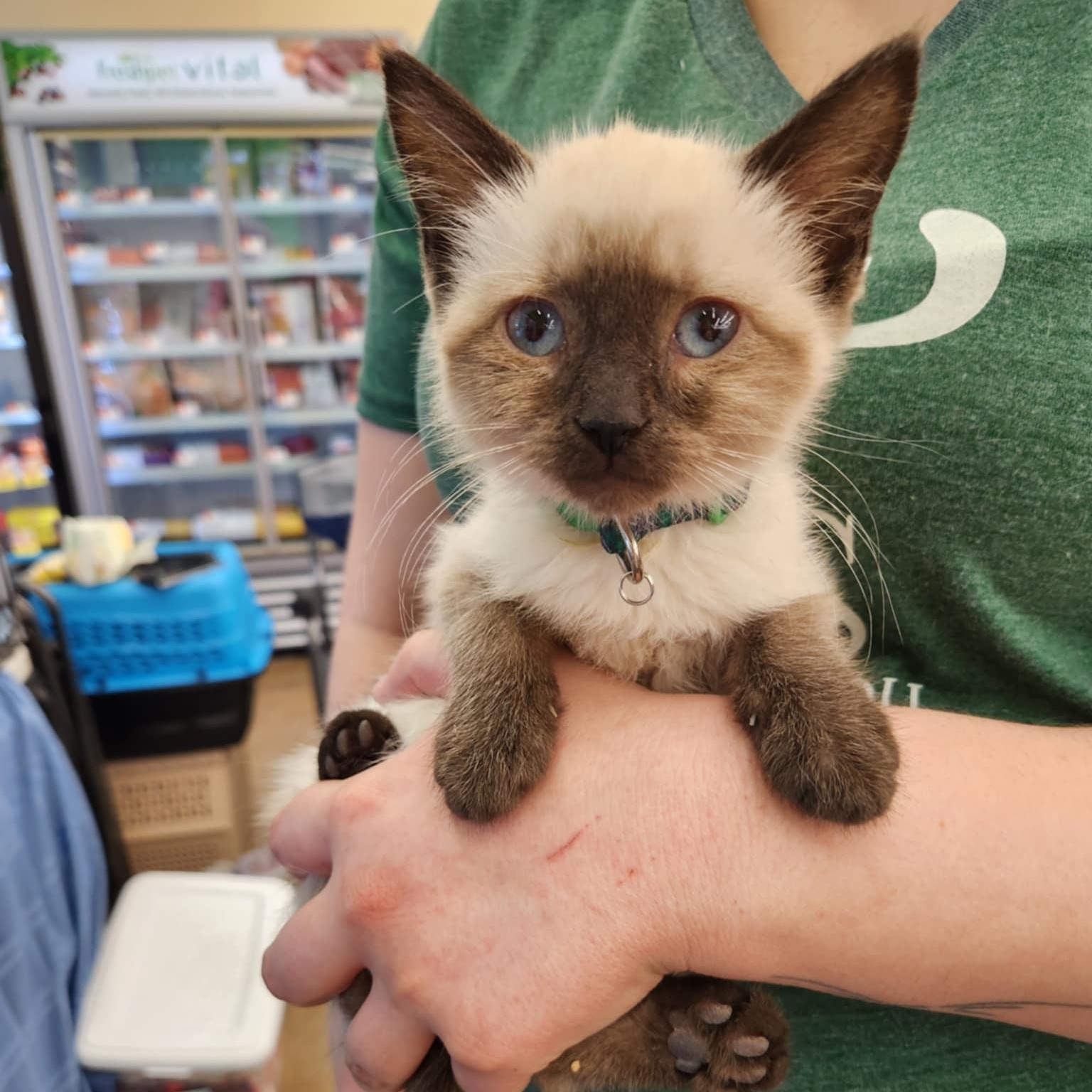 Harmony , an adopted Siamese in Fairborn, OH image 3/4