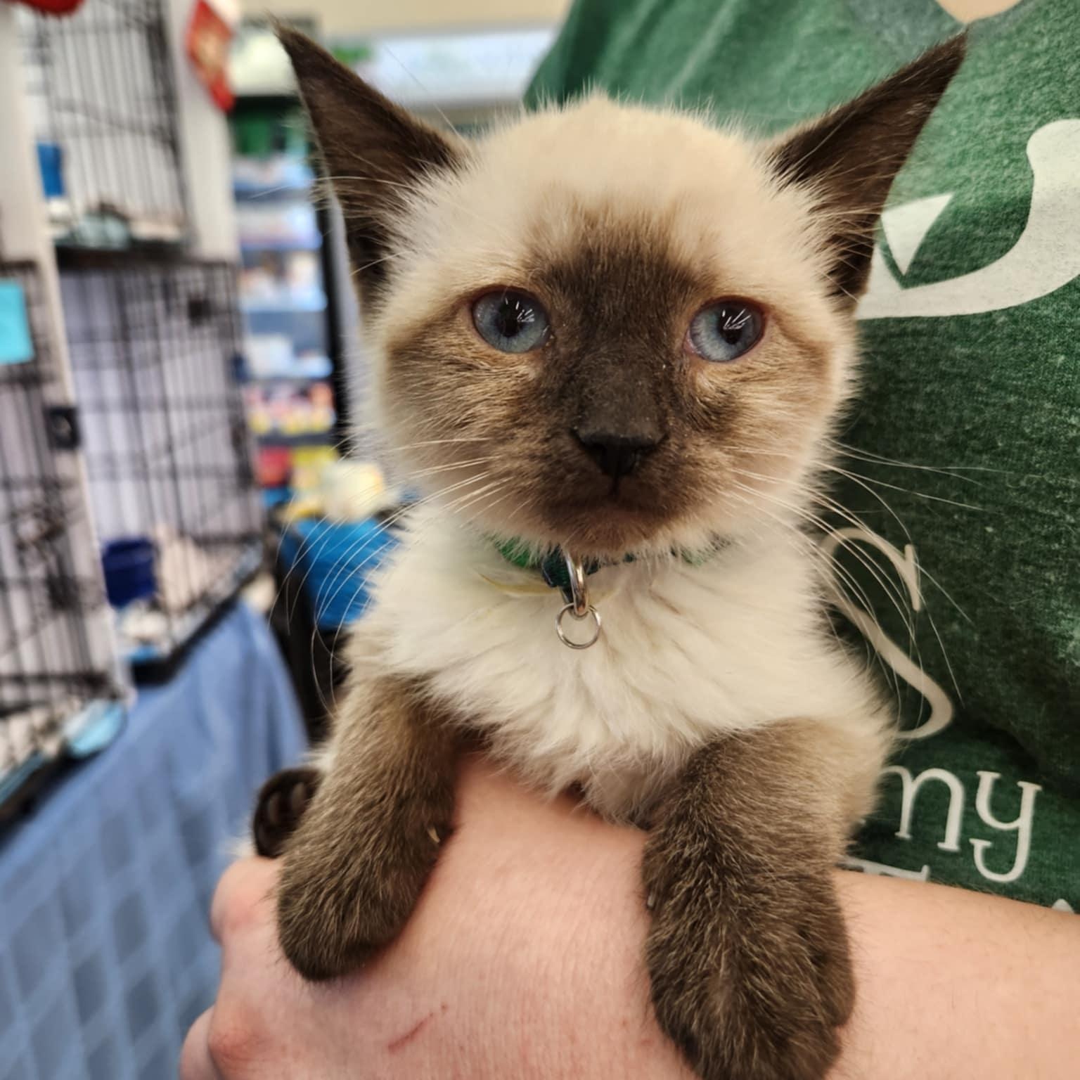 Harmony , an adopted Siamese in Fairborn, OH image 4/4