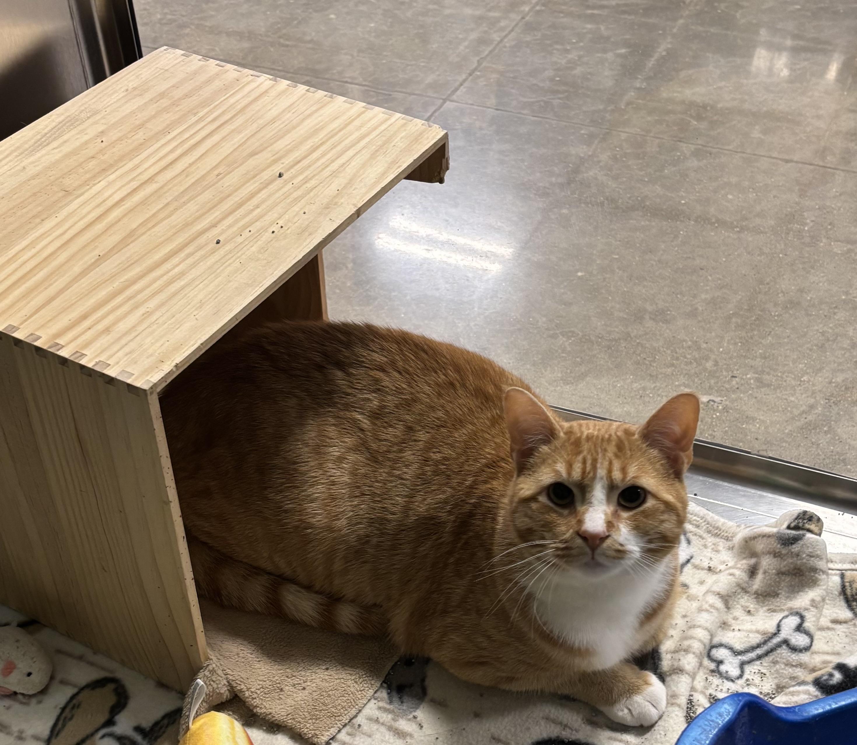 Mr. Goodbar , a ADOPTABLE Domestic Short Hair in Bensalem, PA image 3/4