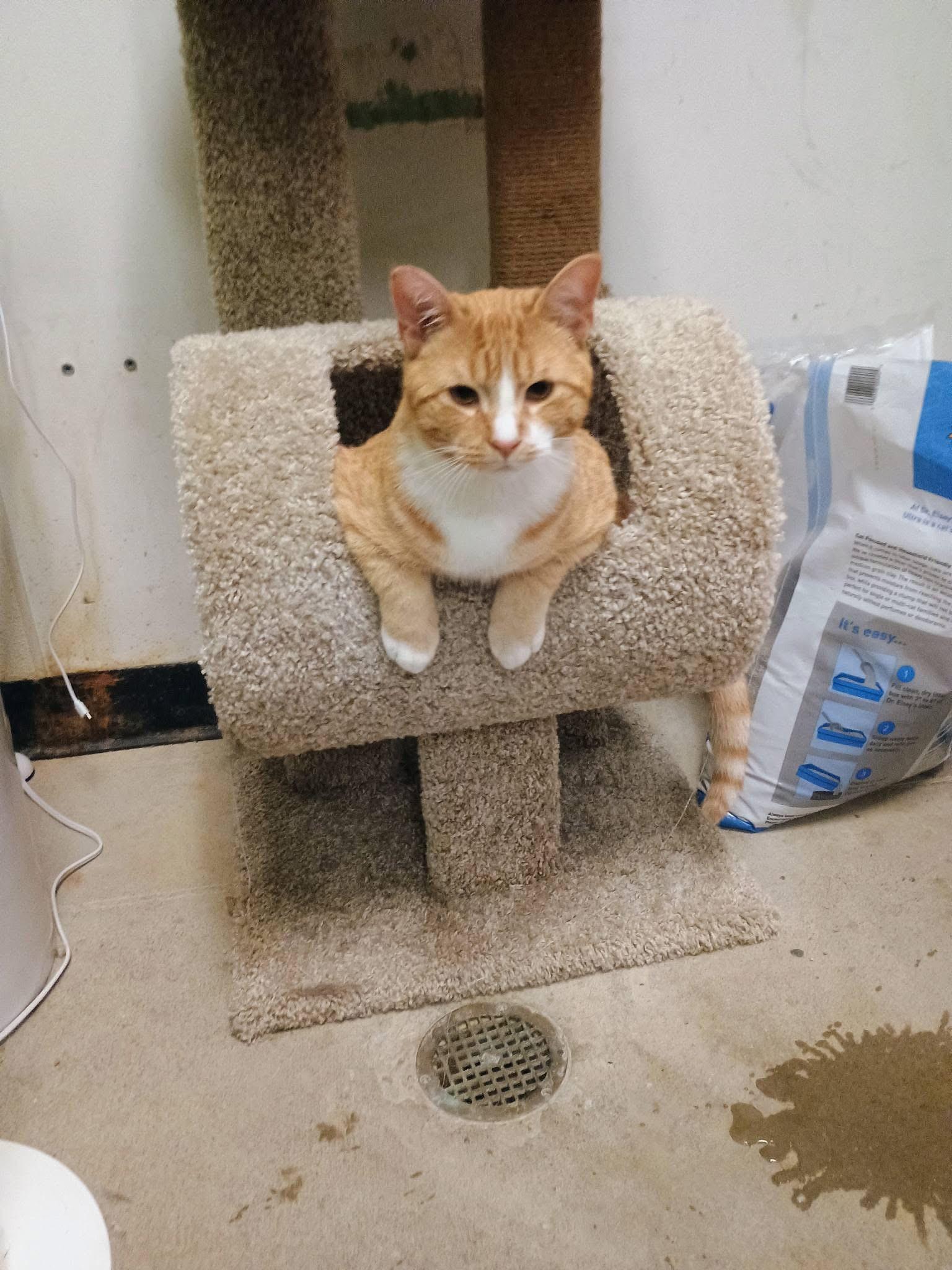 Mr. Goodbar , a ADOPTABLE Domestic Short Hair in Bensalem, PA image 4/4