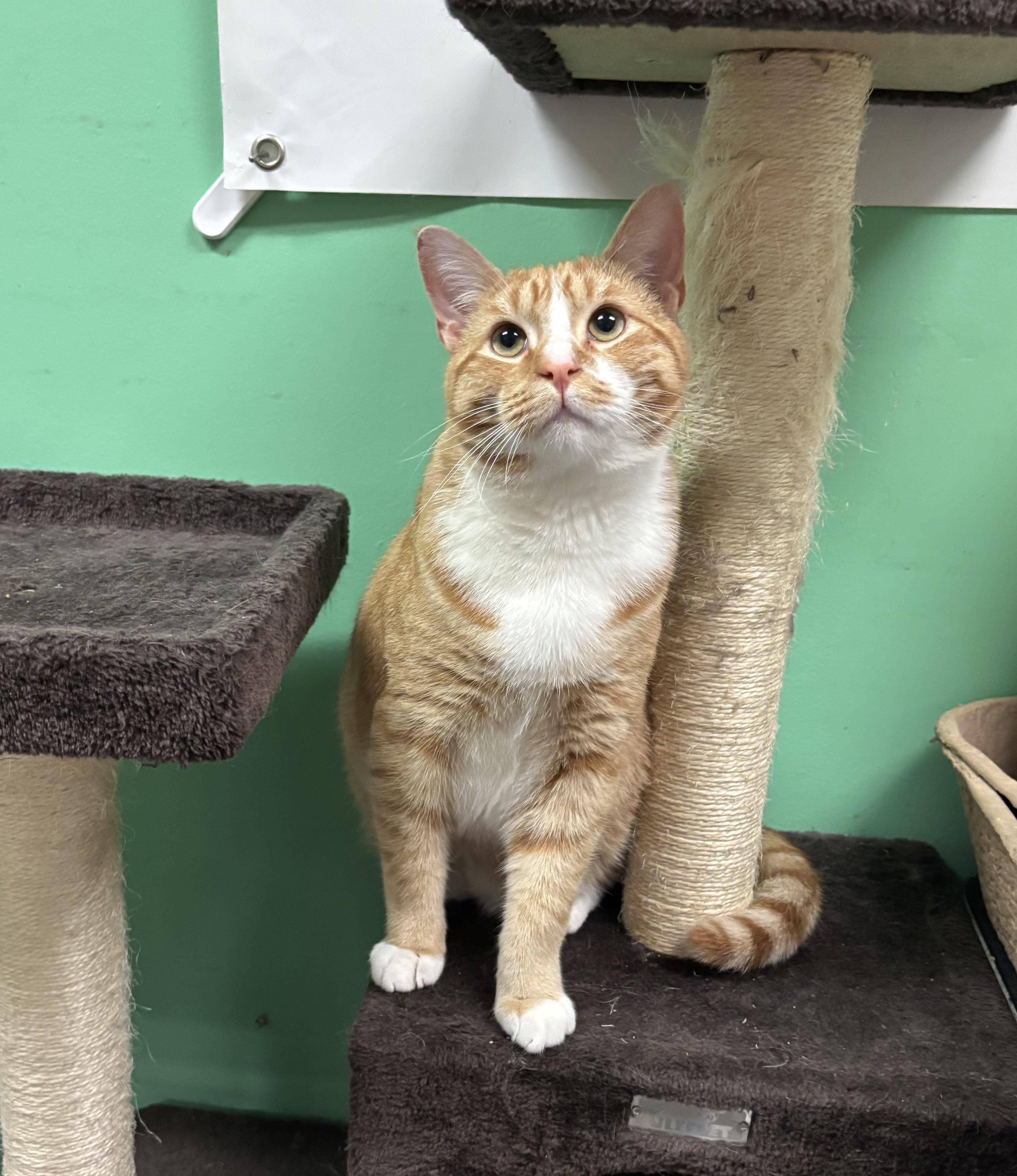 Mr. Goodbar , a ADOPTABLE Domestic Short Hair in Bensalem, PA image 1/4