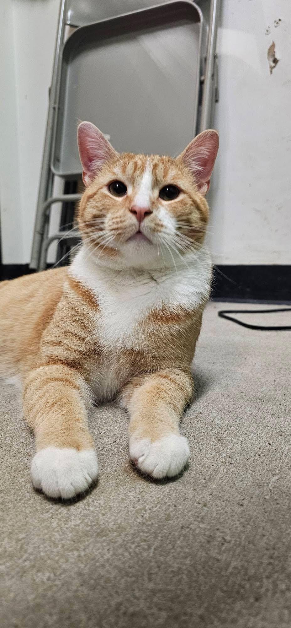 Enlarge Mr. Goodbar , a ADOPTABLE Domestic Short Hair in Bensalem, PA image 5/5