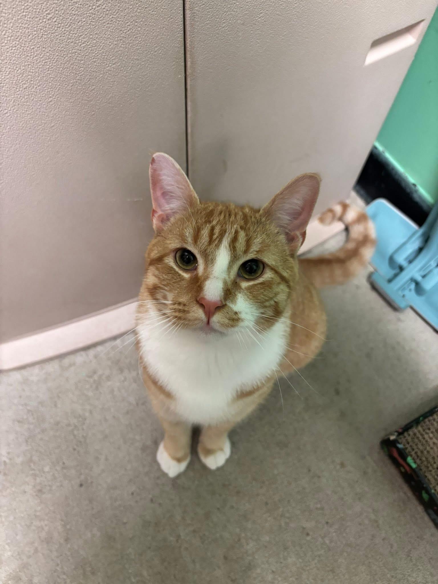 Mr. Goodbar , a ADOPTABLE Domestic Short Hair in Bensalem, PA image 2/4