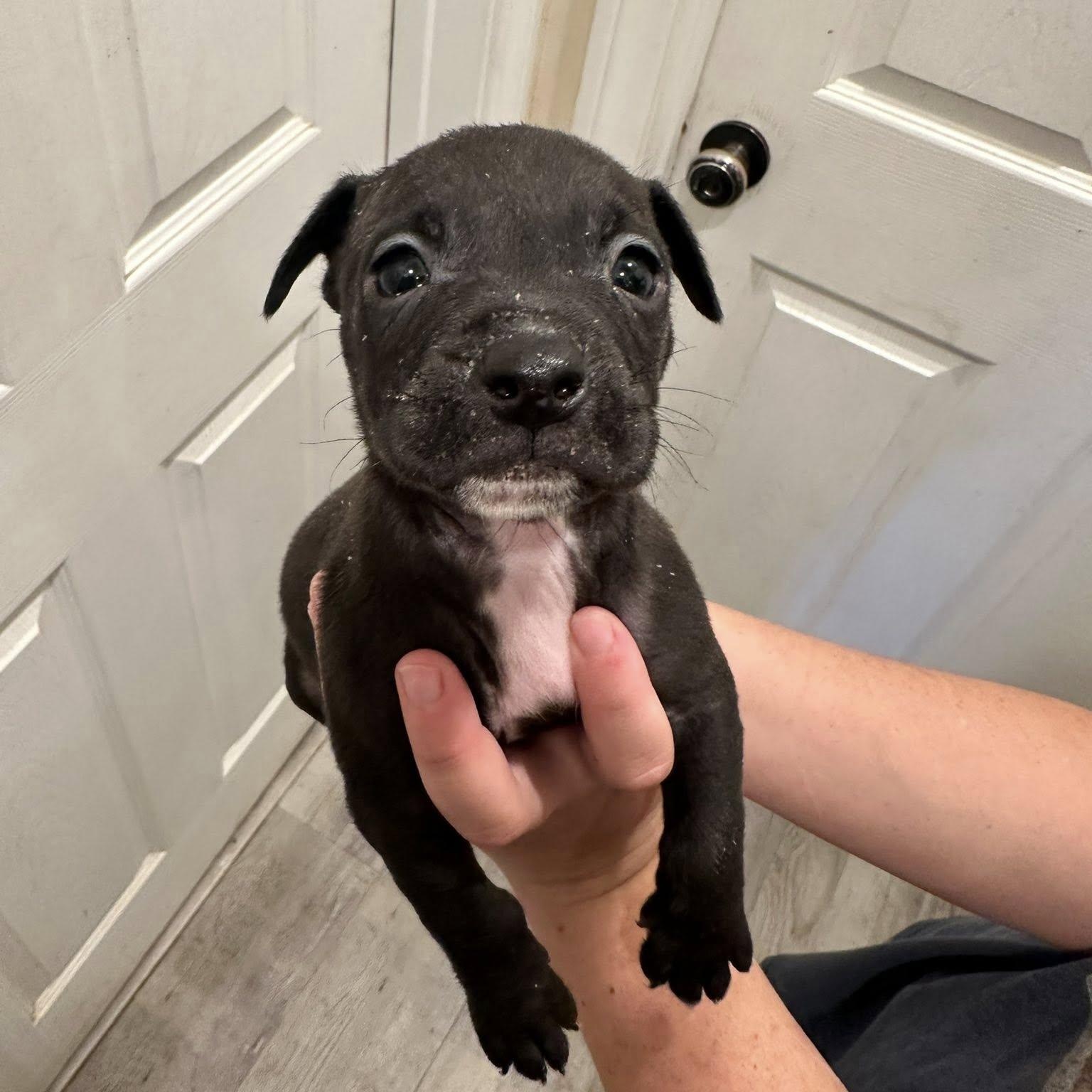 Otter, an adoptable mixed breed in Agua Dulce, CA image 1/2