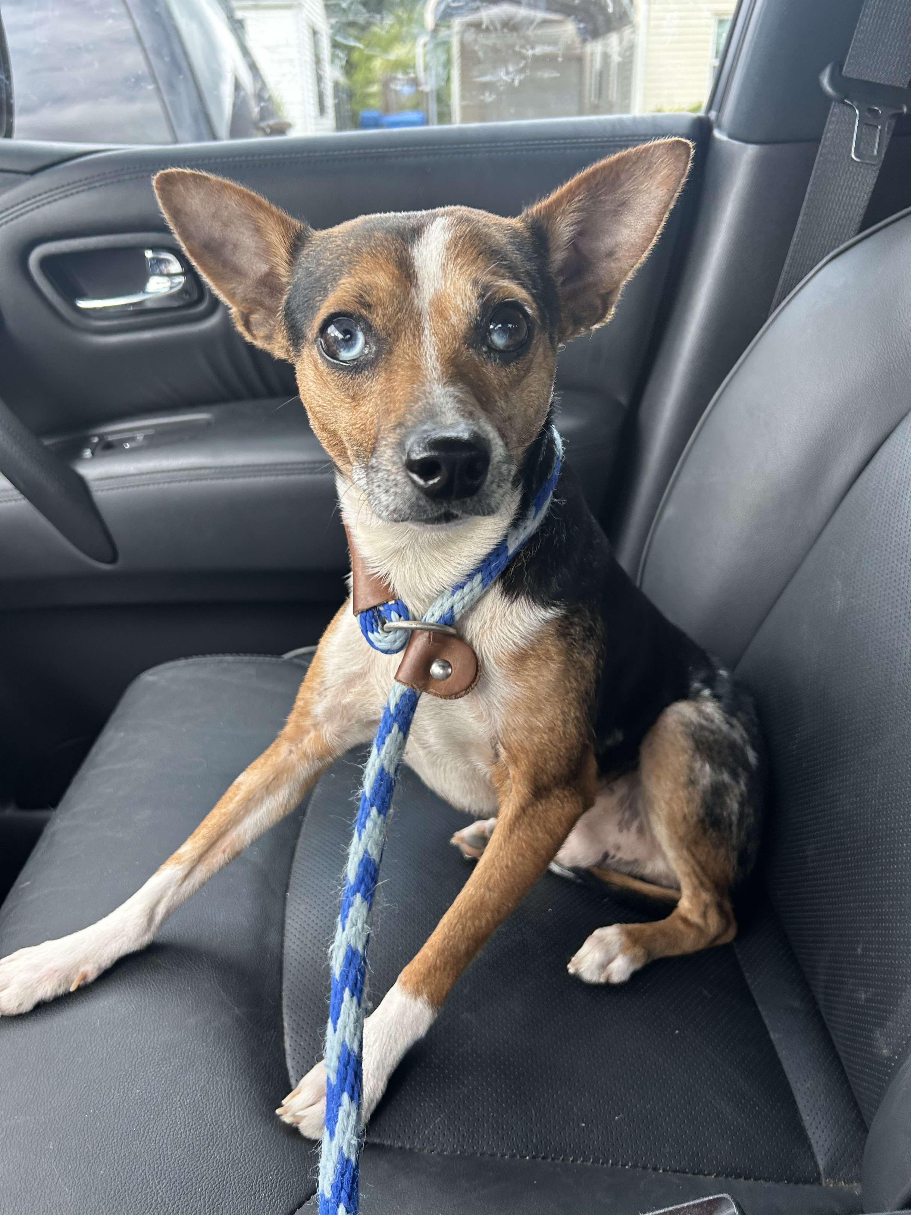 GIZMO   $350, Adult Male Chihuahua