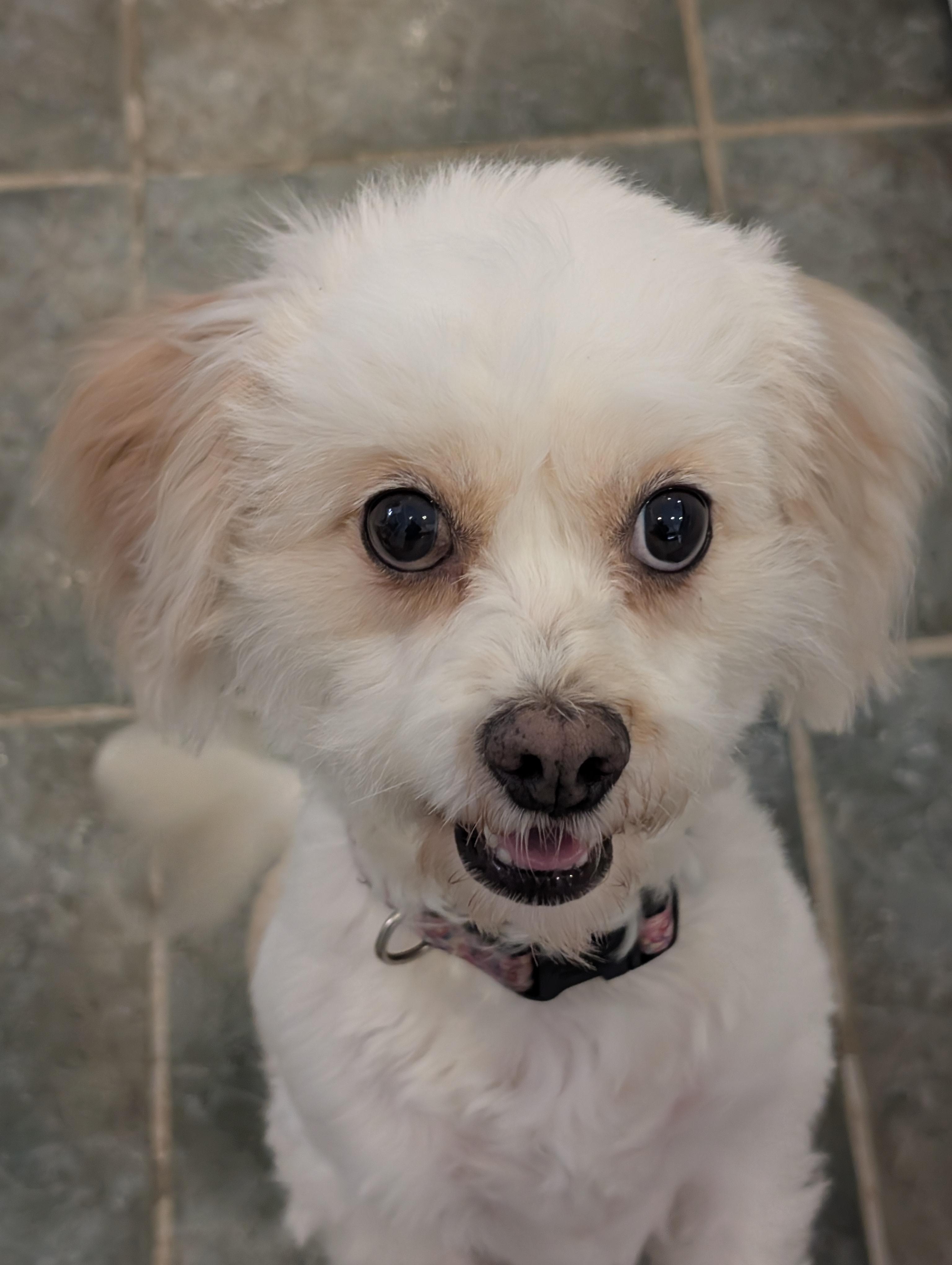 Enlarge Beatrice, a Adopted mixed breed in Greensboro, NC image 4/6