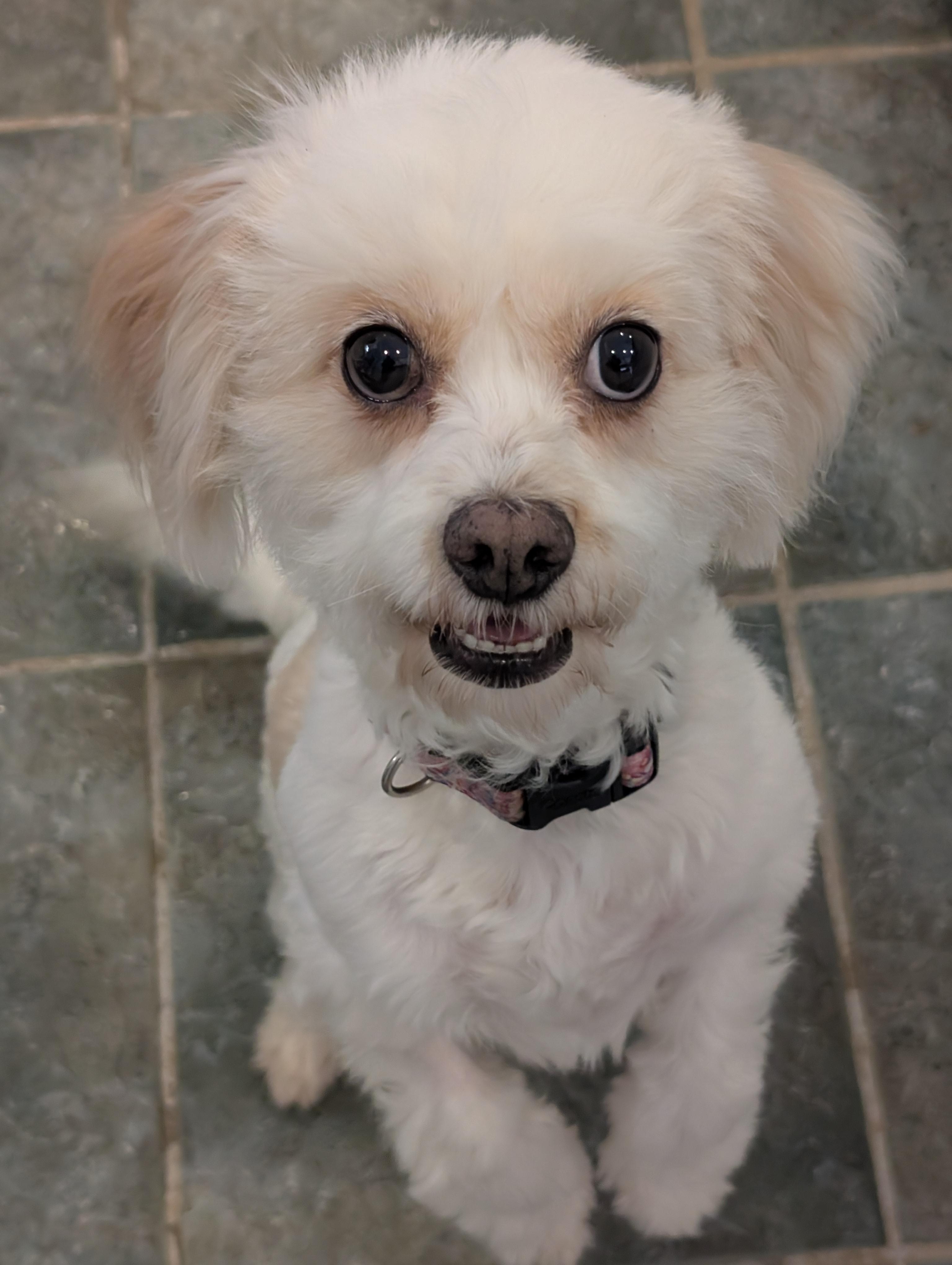 Enlarge Beatrice, a Adopted mixed breed in Greensboro, NC image 2/6