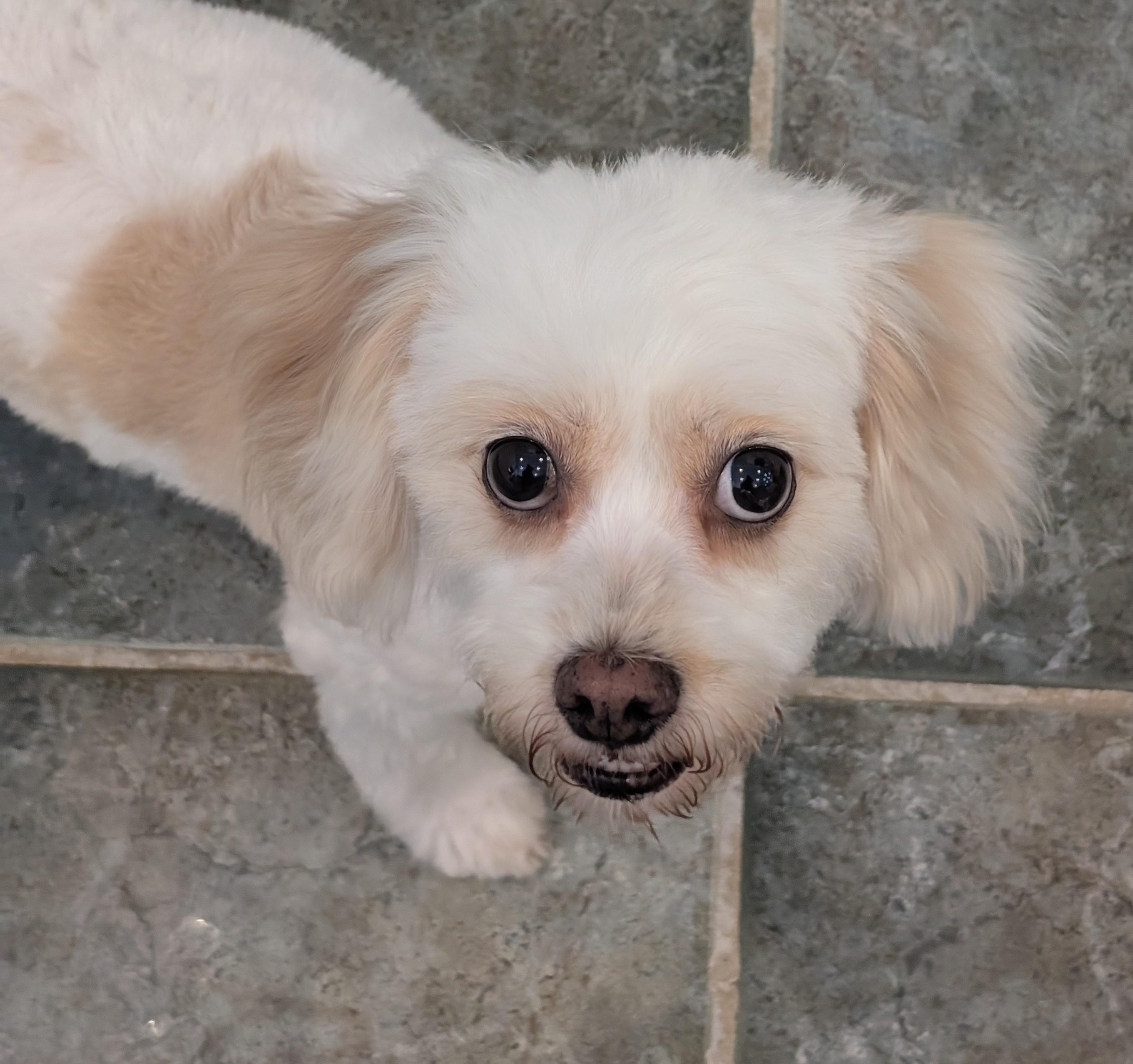 Enlarge Beatrice, a Adopted mixed breed in Greensboro, NC image 6/6