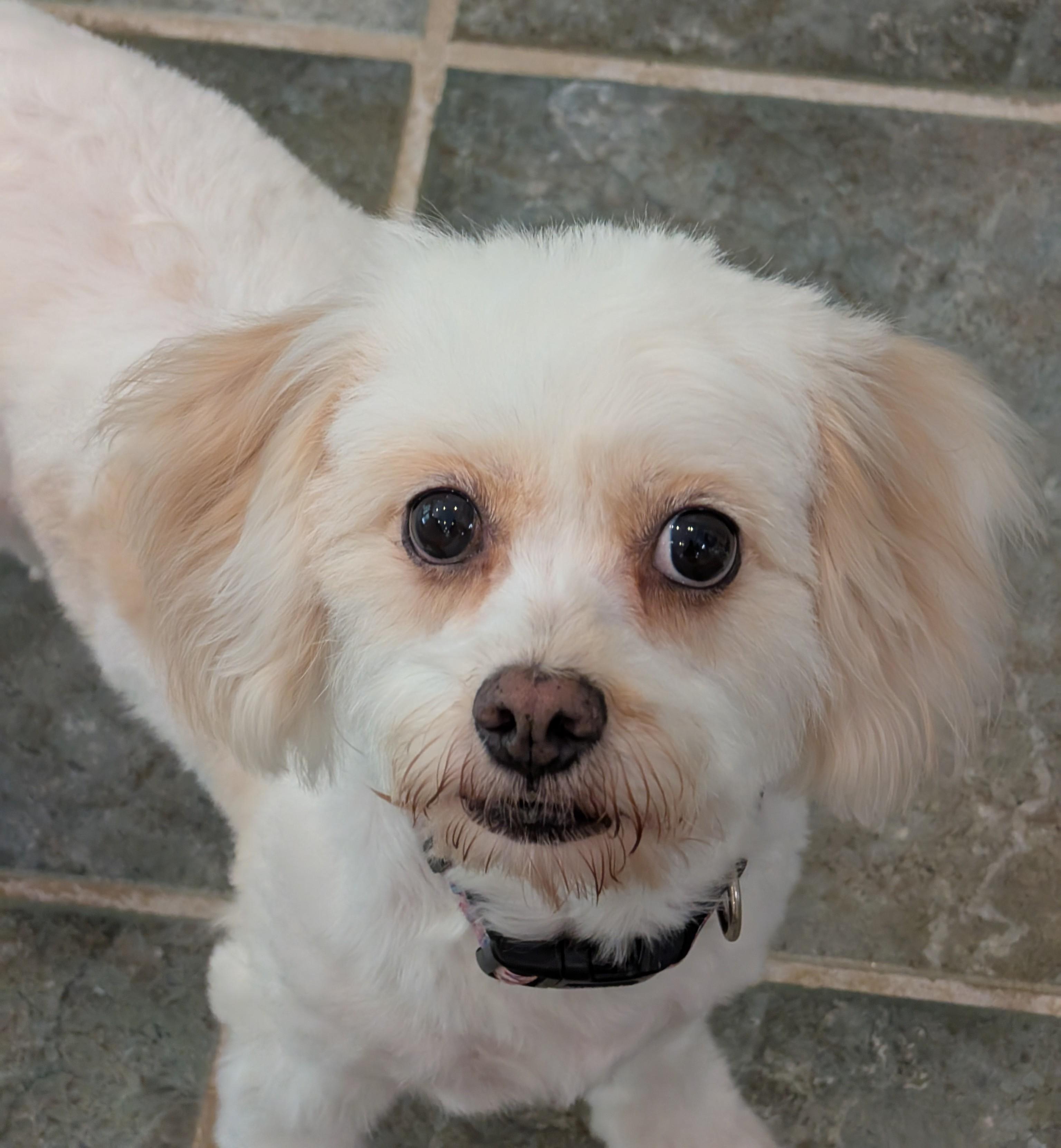 Beatrice, Adopted, Adult Female Cavalier King Charles Spaniel & Bichon Frise.