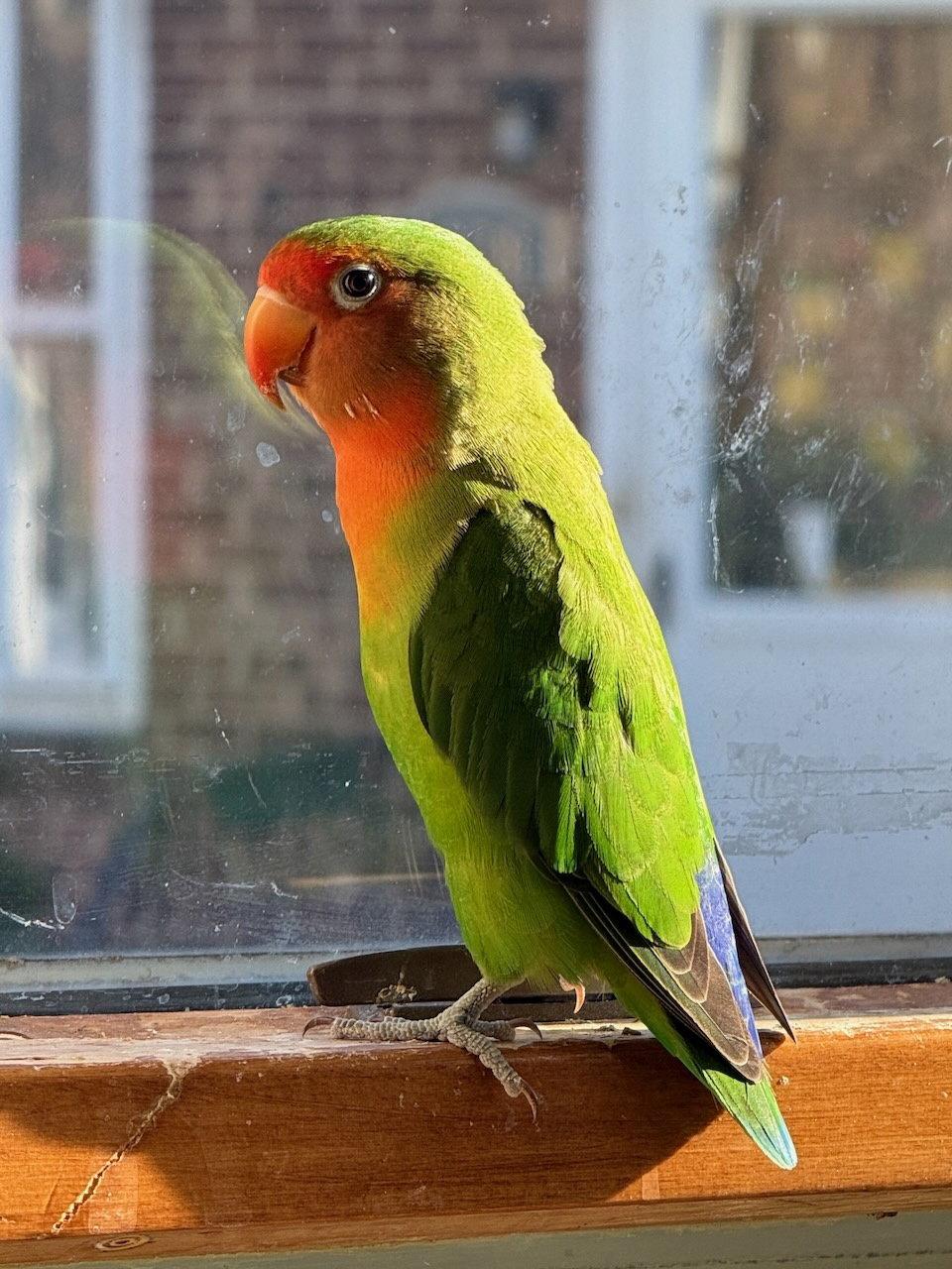 Chicky (Chicken), Adopted, Adult Male Lovebird.