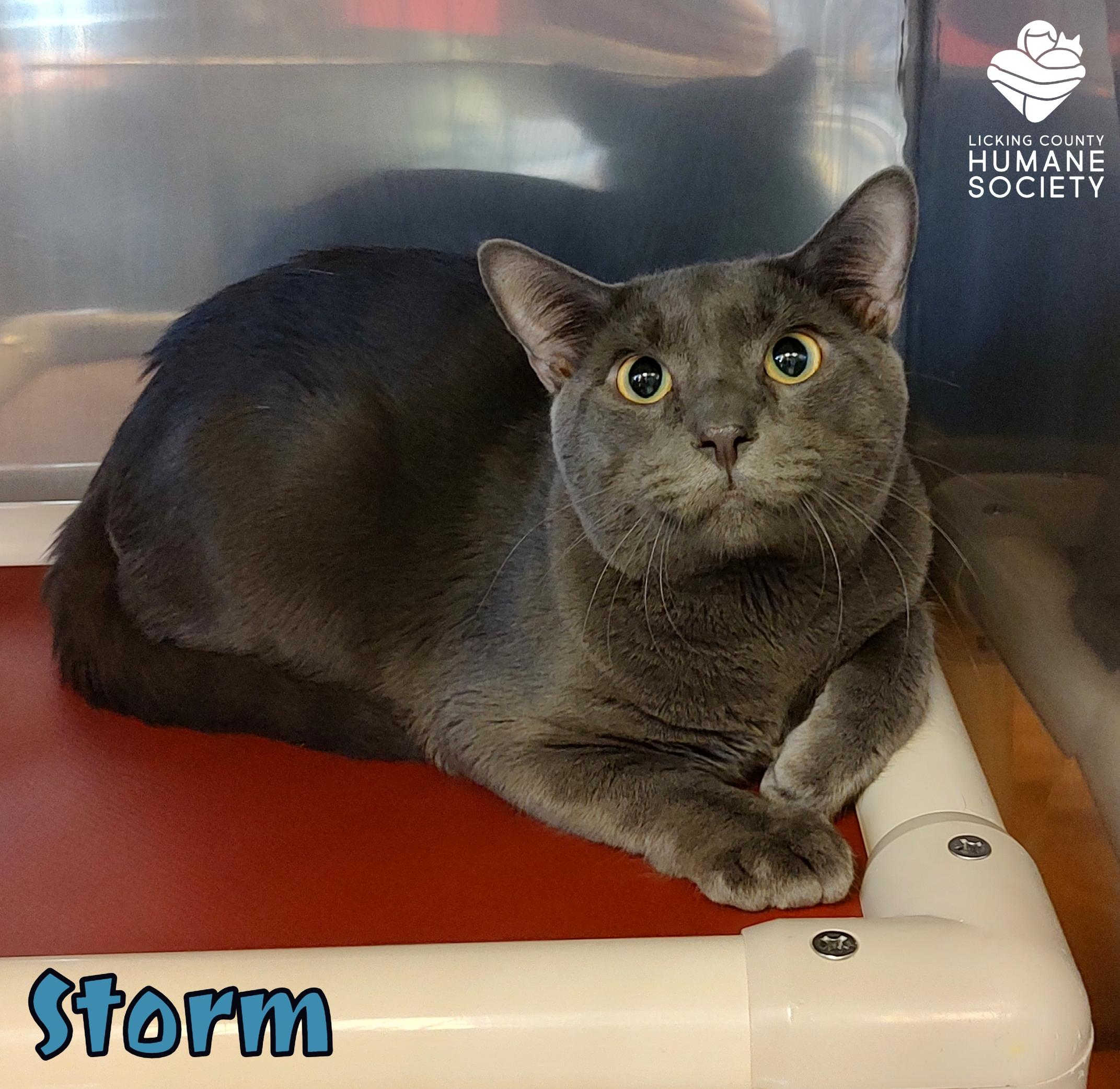 Storm, Adoptable, Adult Male Domestic Short Hair.
